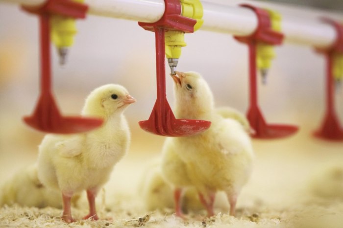 مستلزمات المزارع