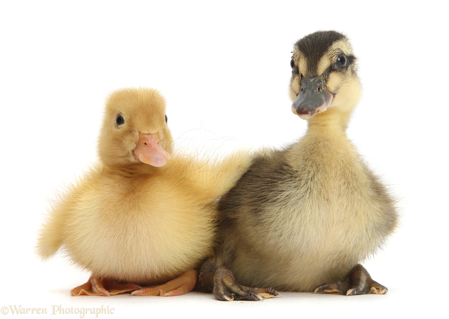 بط بكيني فرنساوي