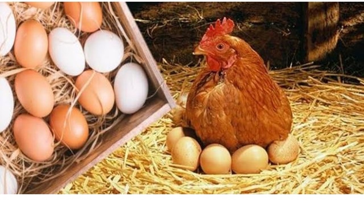عوامل نقص انتاج البيض