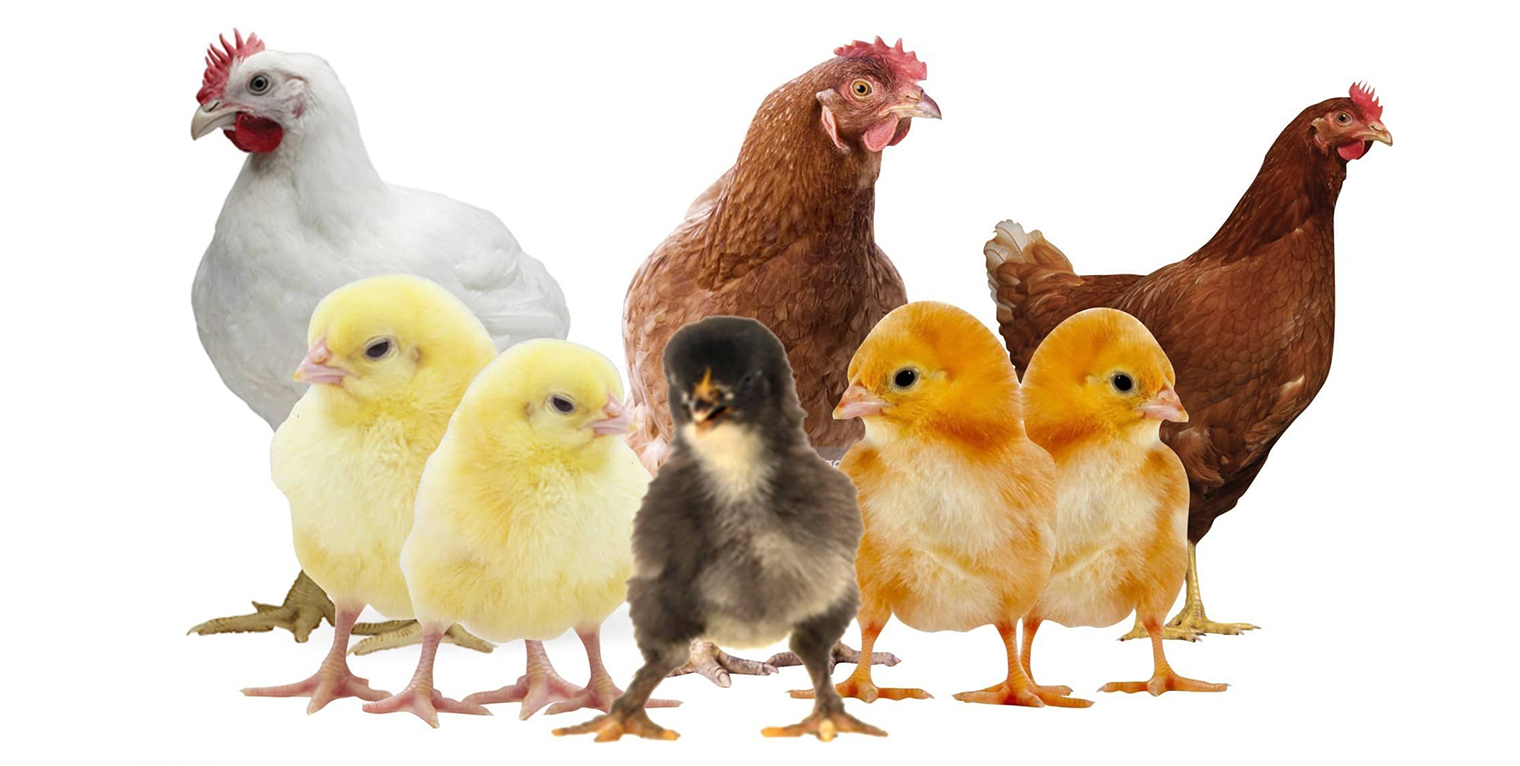 قطاع الاعمار