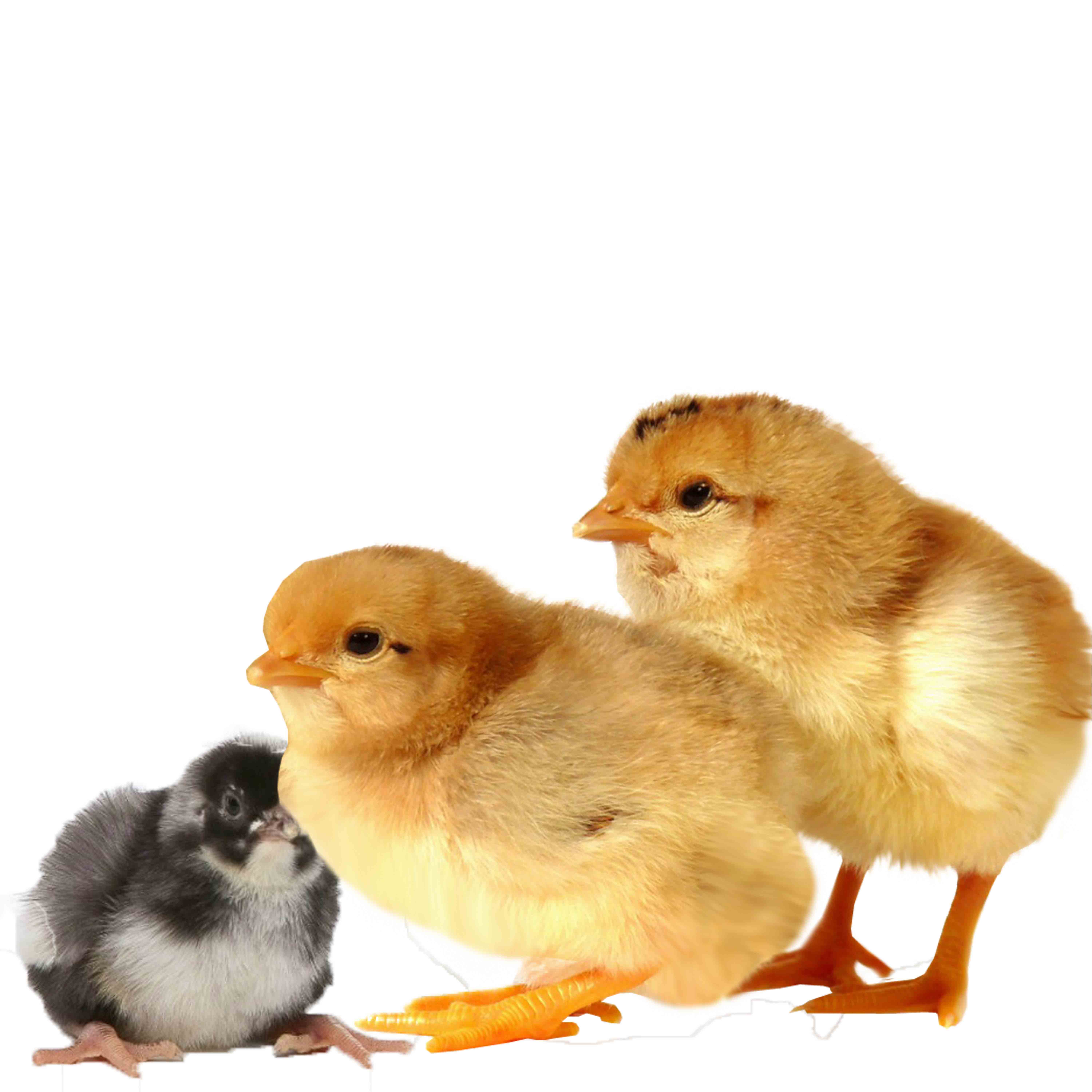 كتكوت ستار ساسو بيور