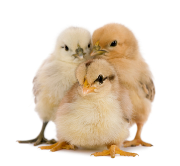 كتكوت بلدي هجين