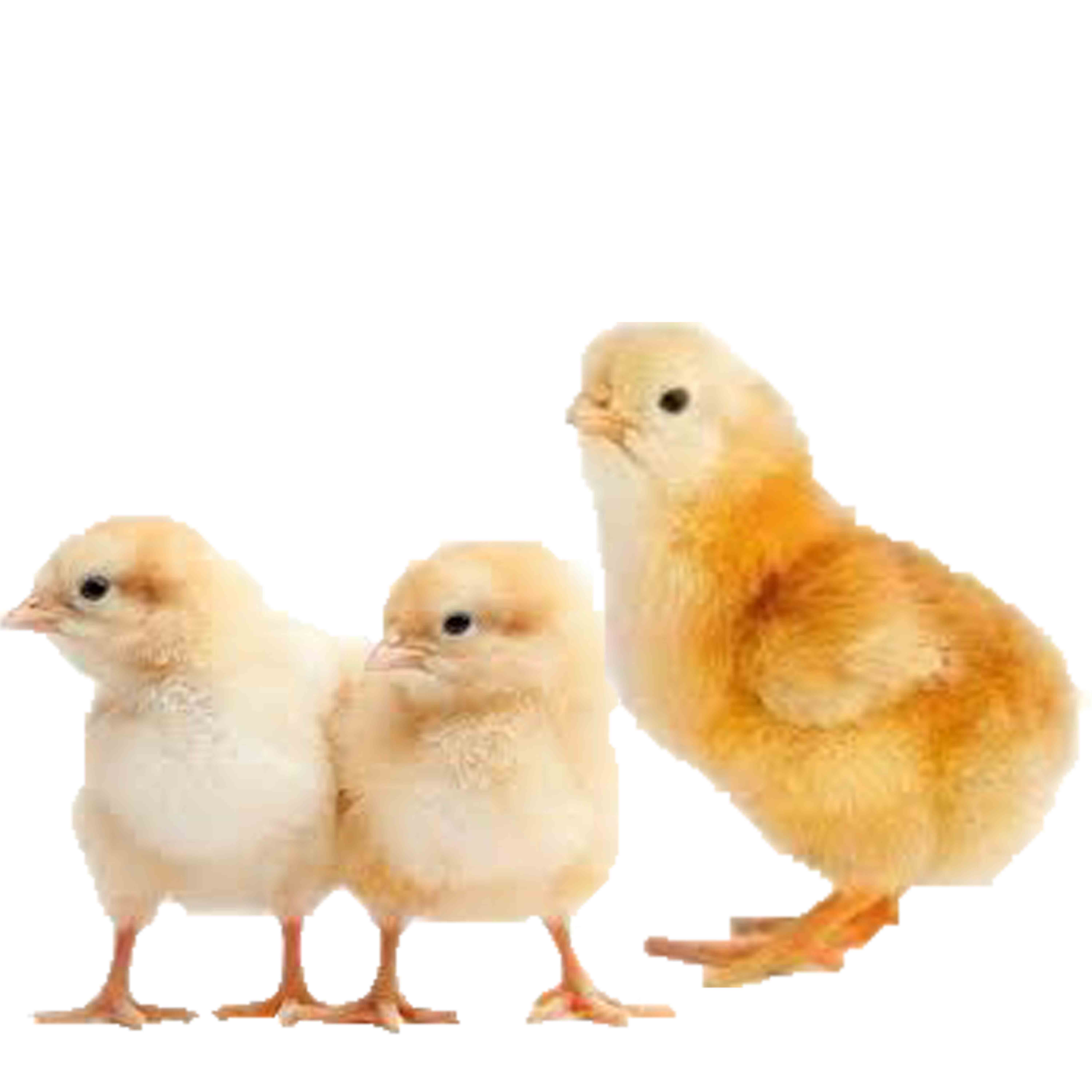 كتكوت ساسو جيل تاني