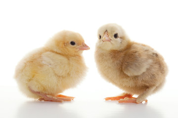 كتكوت ساسو شيفر