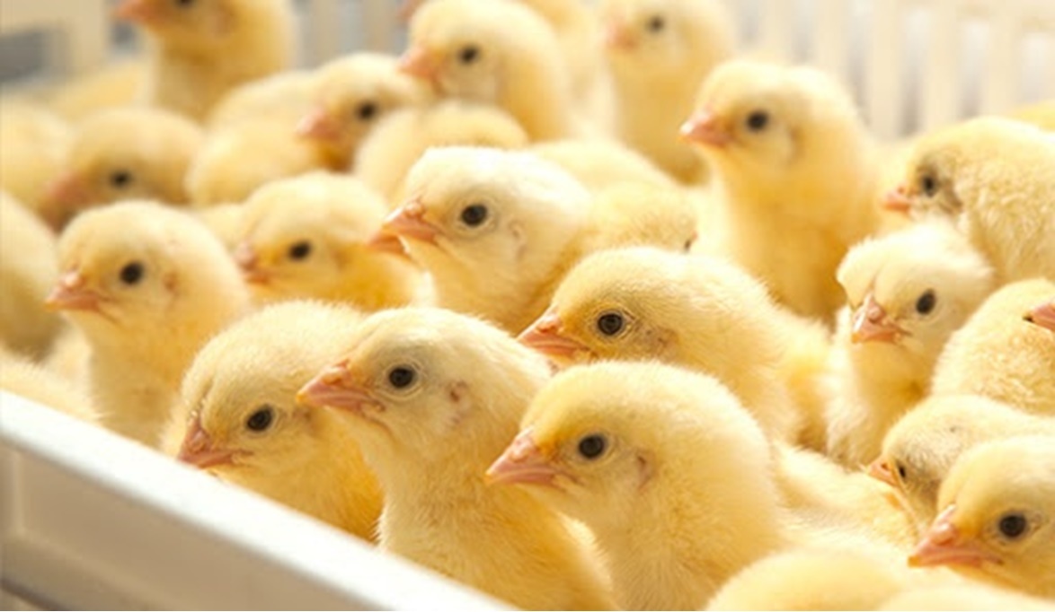 لية الكتاكيت مبتكبرش !!!؟